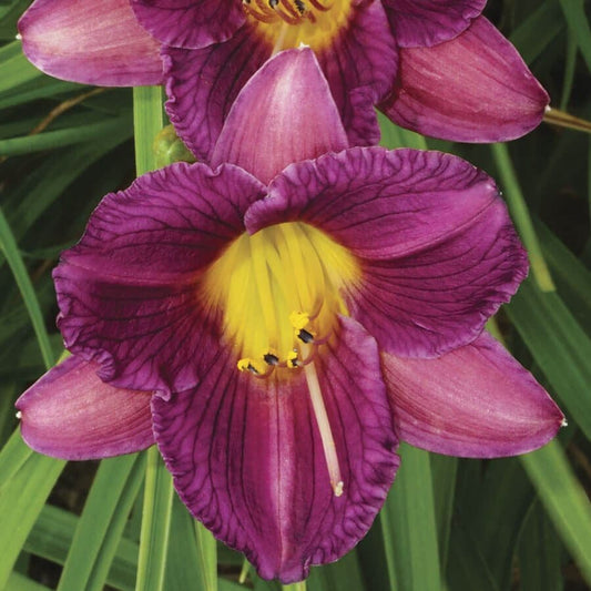 Hemerocallis 'Purple d'Oro'