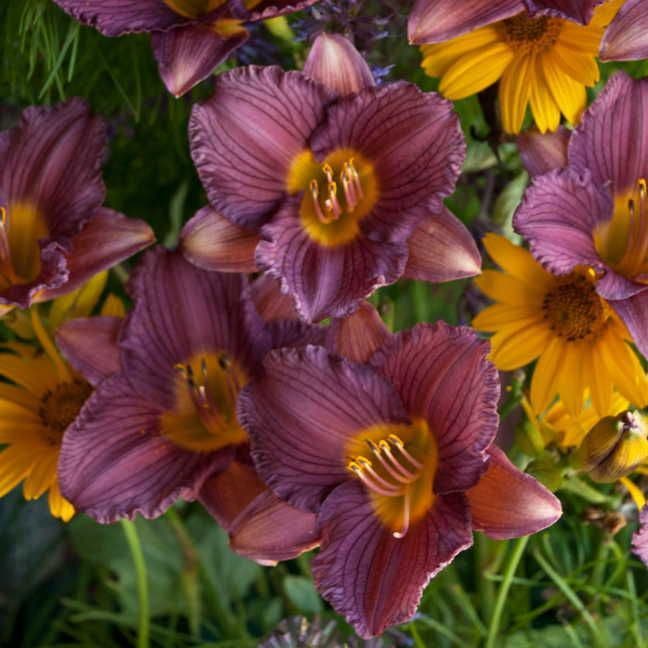 Hemerocallis 'Purple d'Oro'