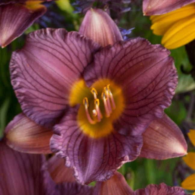 Hemerocallis 'Purple d'Oro'