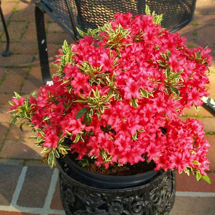 Rhododendron Bollywood® Azalea