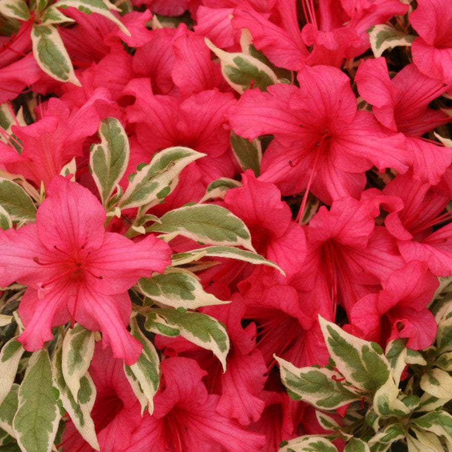 Rhododendron Bollywood® Azalea