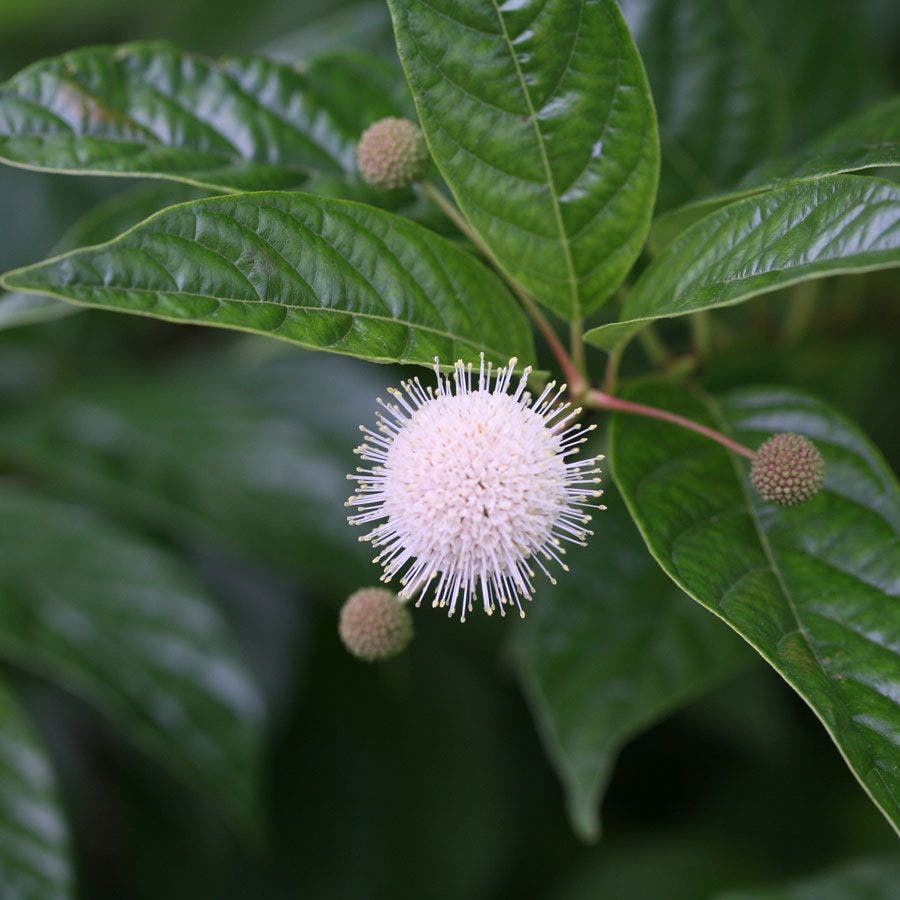 Cephalanthus Sugar Shack® Dwarf Buttonbush