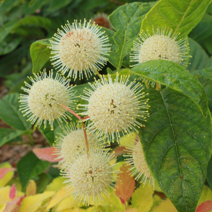 Cephalanthus Sugar Shack® Dwarf Buttonbush