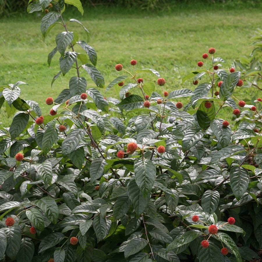 Cephalanthus Sugar Shack® Dwarf Buttonbush