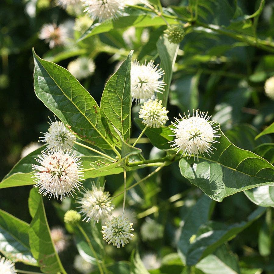 Cephalanthus Sugar Shack® Dwarf Buttonbush