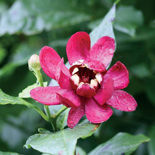 Calycanthus 'Aphrodite' Sweetshrub