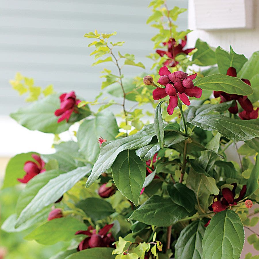 Calycanthus 'Aphrodite' Sweetshrub