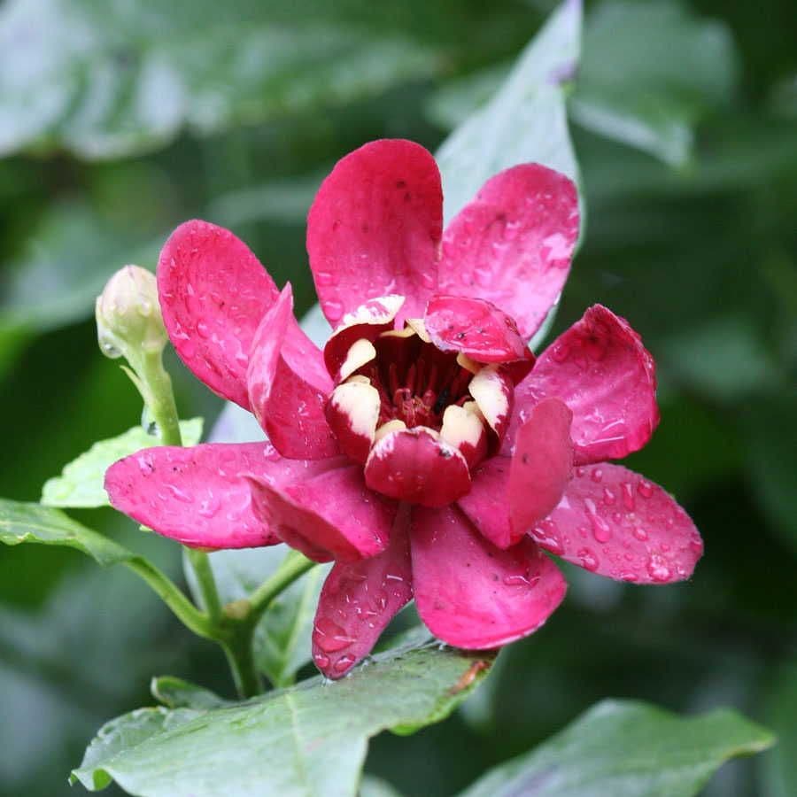 Calycanthus 'Aphrodite' Sweetshrub