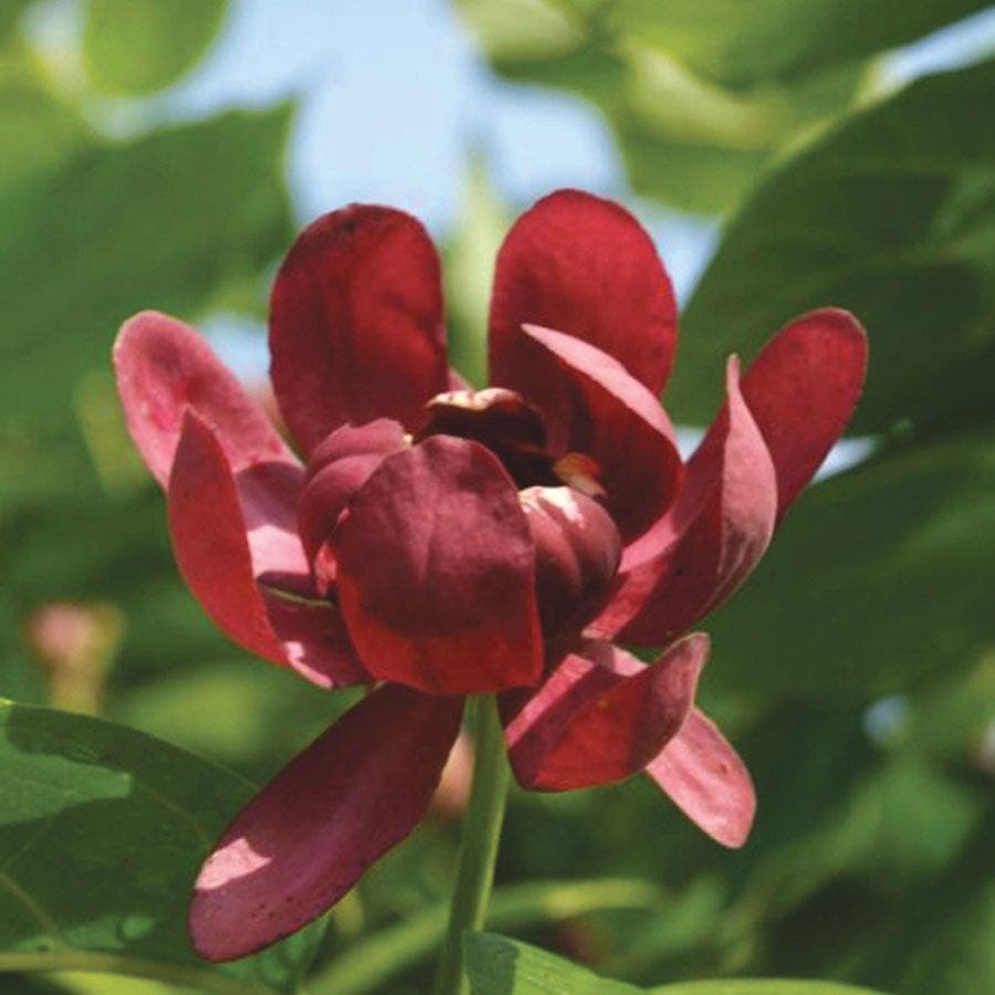 Calycanthus 'Aphrodite' Sweetshrub