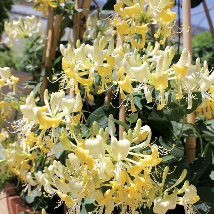 Scentsation Honeysuckle