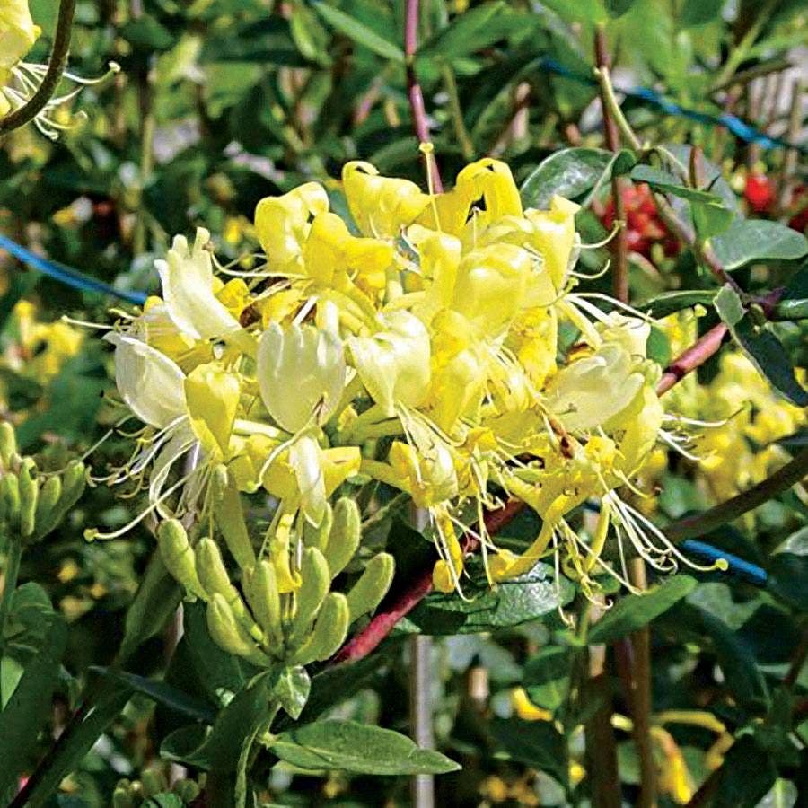 Scentsation Honeysuckle