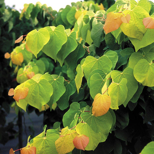 The Rising Sun™ Redbud