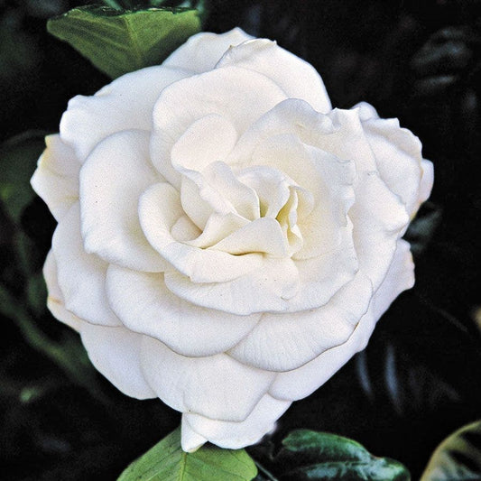 'Chuck Hayes' Gardenia