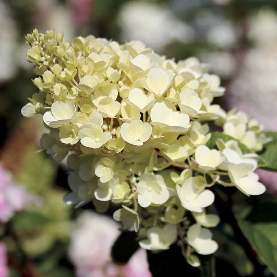 Strawberry Sundae® Hydrangea