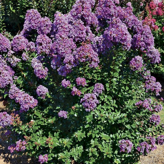 Lagerstroemia Purple Magic™