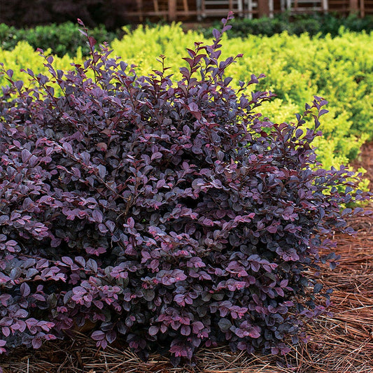 Crimson Fire™ Loropetalum