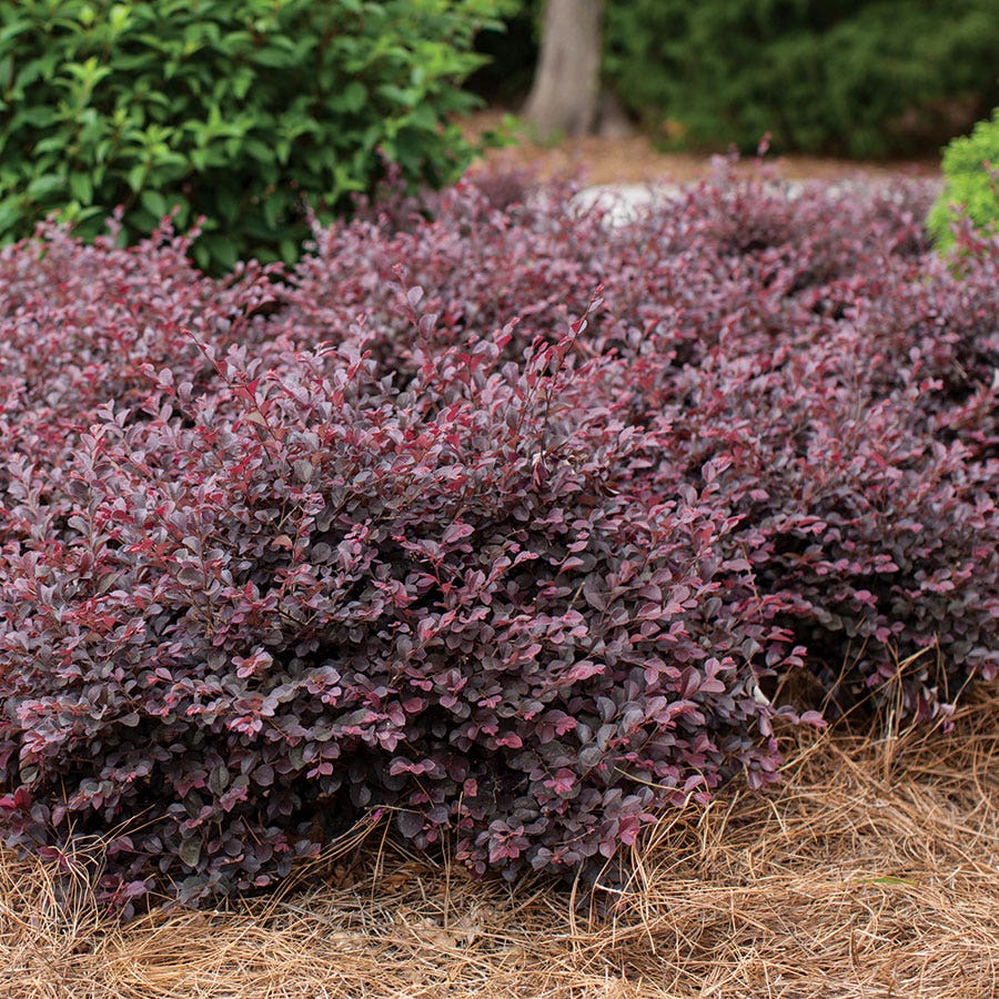 Crimson Fire™ Loropetalum