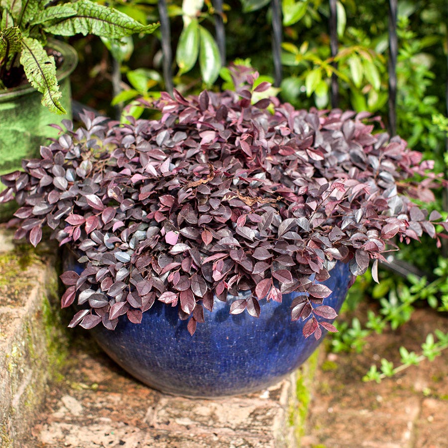 Crimson Fire™ Loropetalum