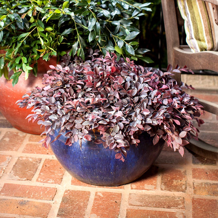 Crimson Fire™ Loropetalum
