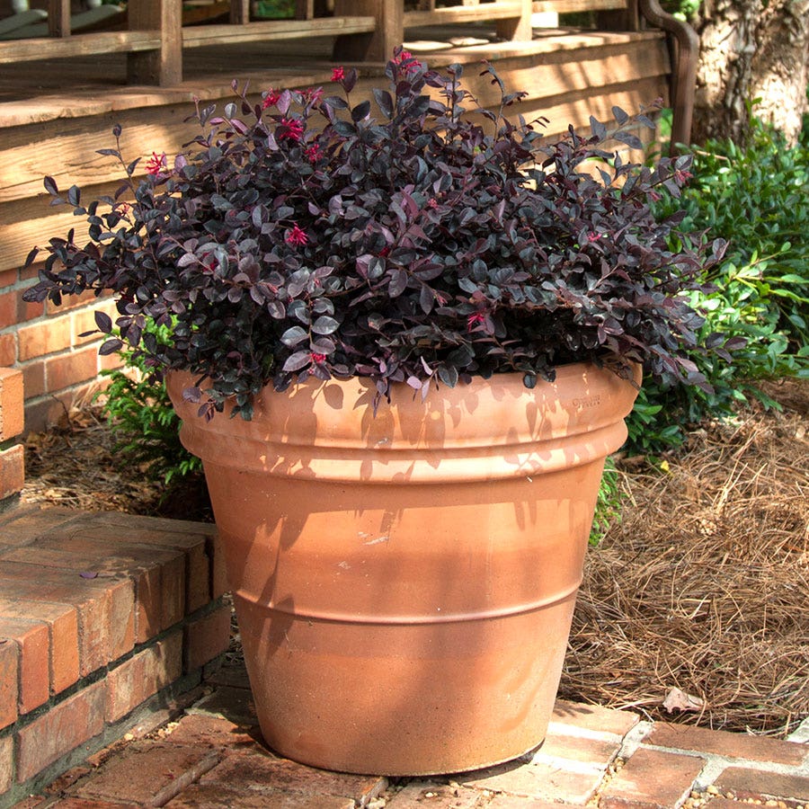 Crimson Fire™ Loropetalum
