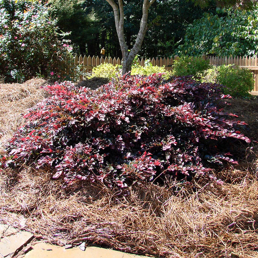 Crimson Fire™ Loropetalum
