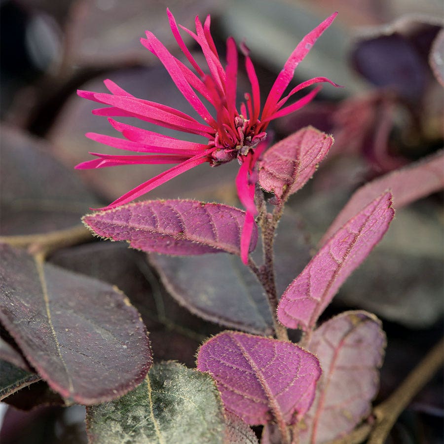 Crimson Fire™ Loropetalum