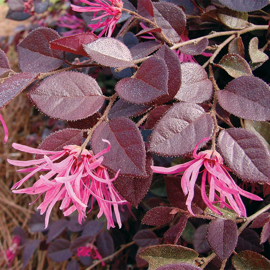 Crimson Fire™ Loropetalum