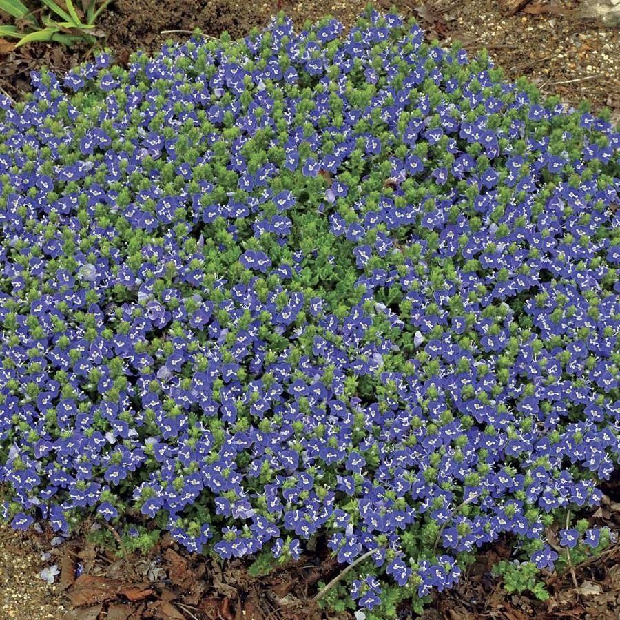 'Tidal Pool' Speedwell