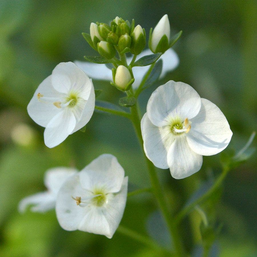 Whitewater Speedwell