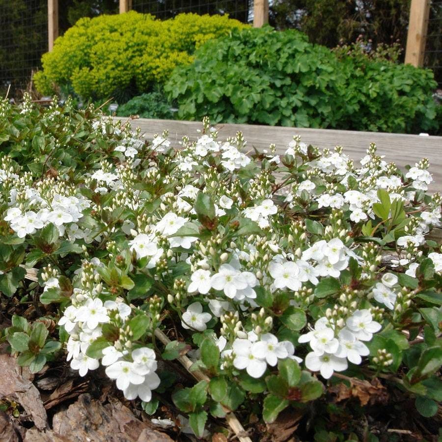 Whitewater Speedwell