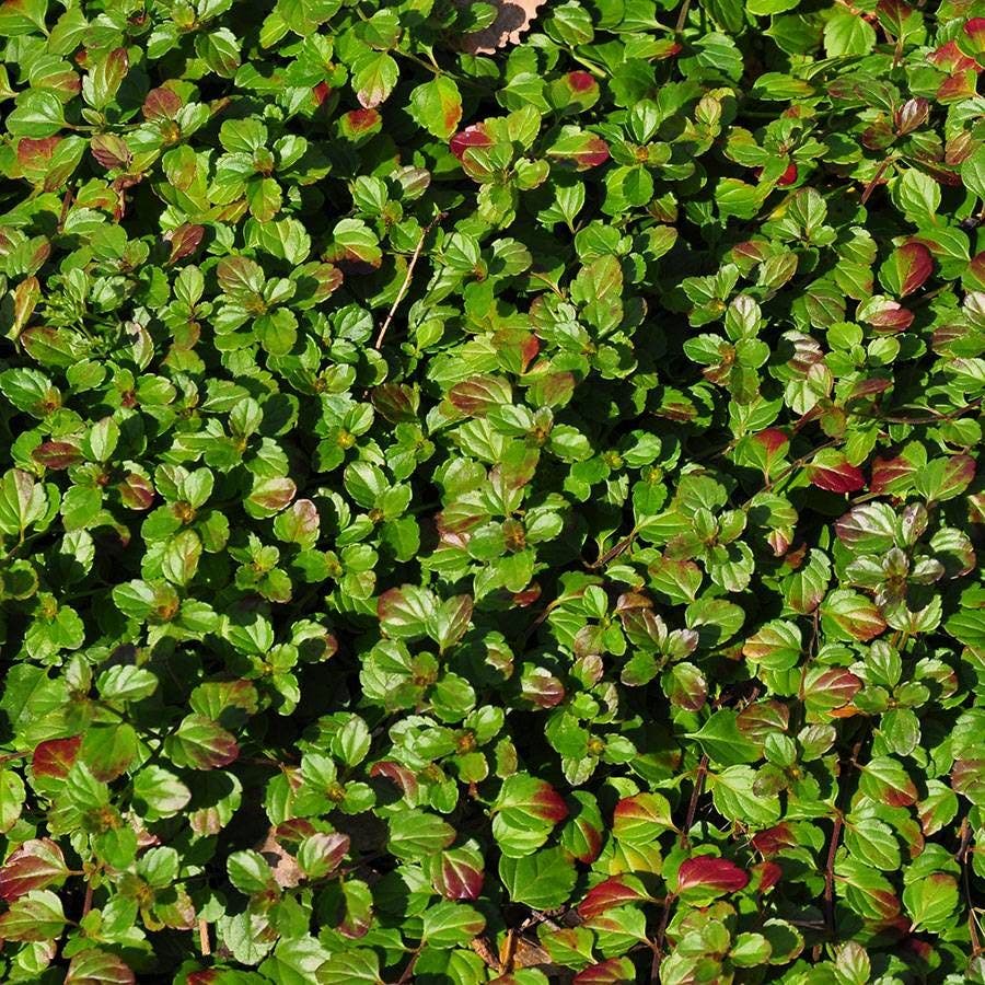 Whitewater Speedwell