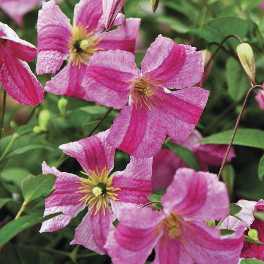 Clematis Pink Mink®
