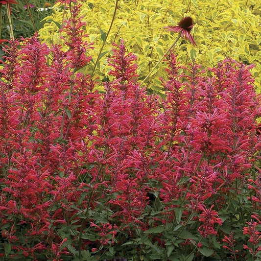 Agastache Kudos™ 'Kudos Coral'