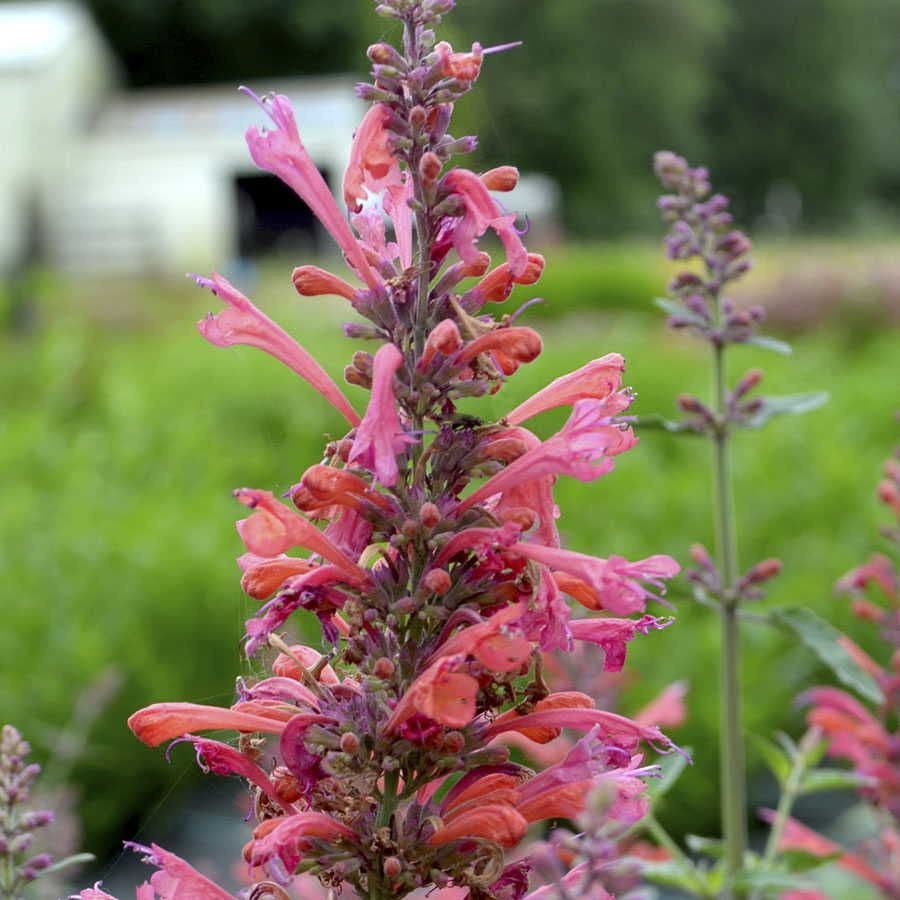 Agastache Kudos™ 'Kudos Coral'