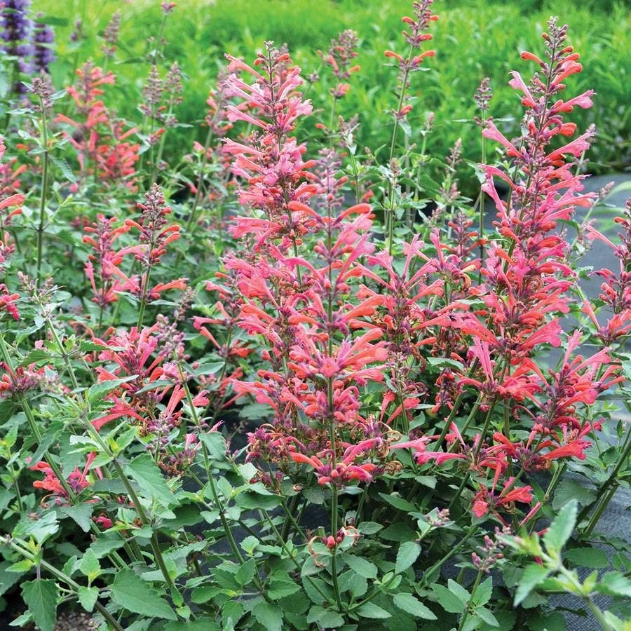 Agastache Kudos™ 'Kudos Coral'