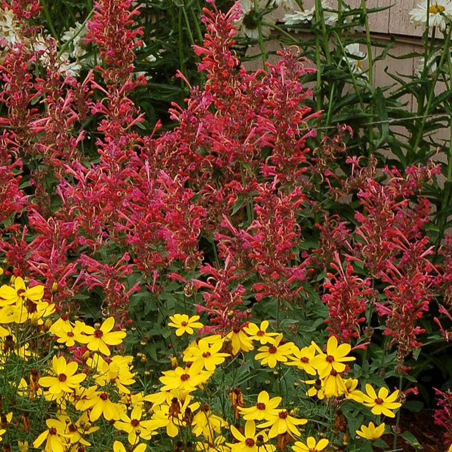 Agastache Kudos™ 'Kudos Coral'
