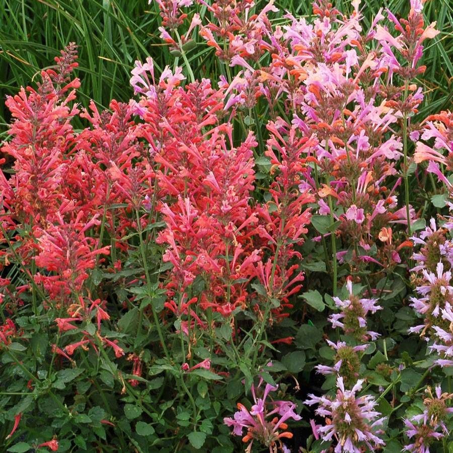 Agastache Kudos™ 'Kudos Coral'