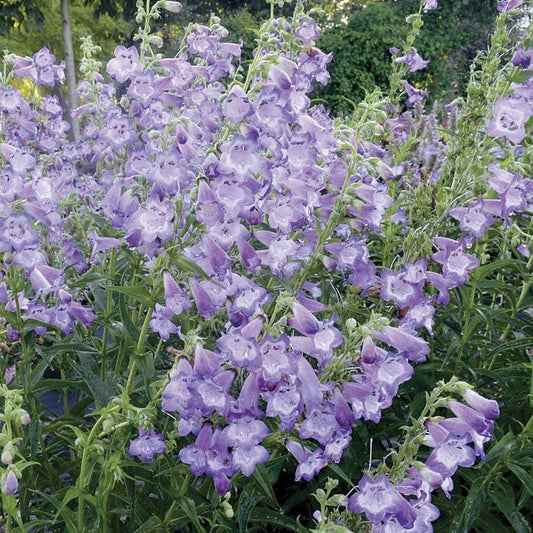 Cha Cha™ Lavender Penstemon