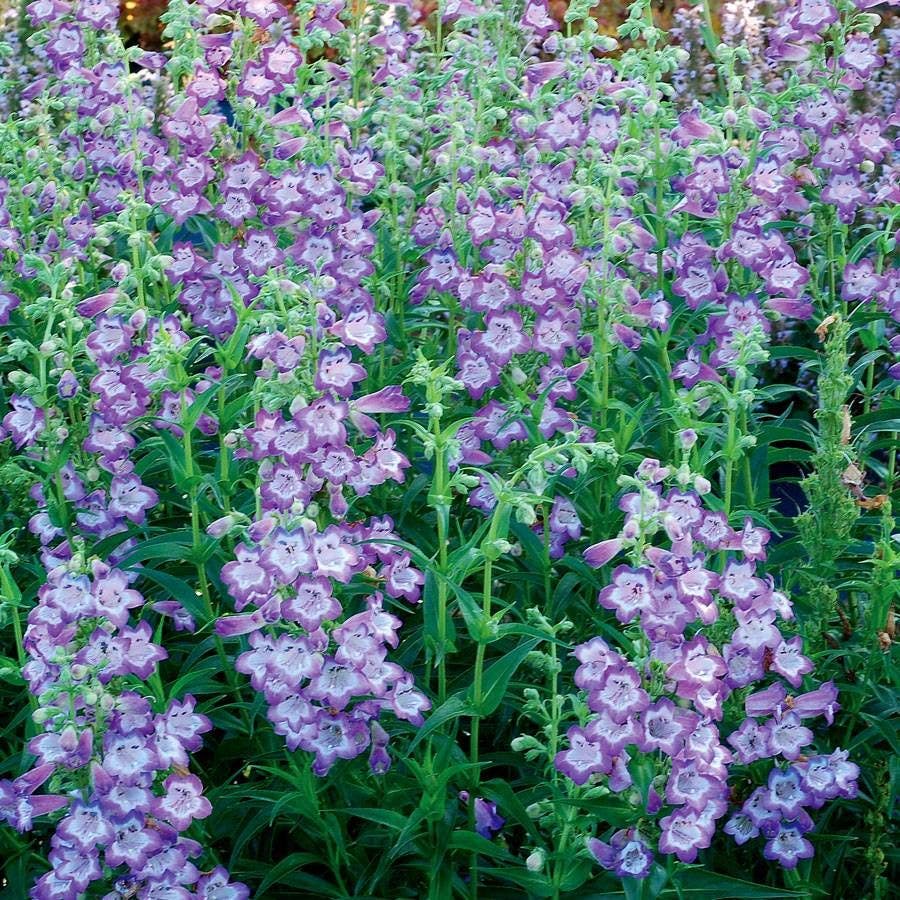 Cha Cha™ Lavender Penstemon