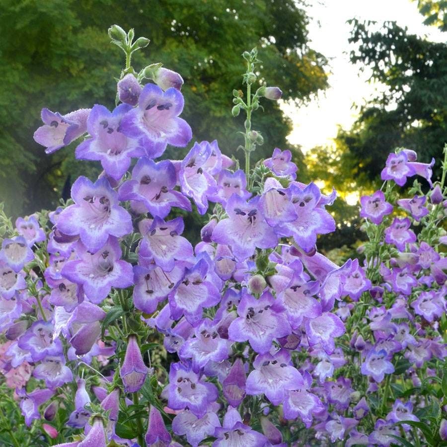 Cha Cha™ Lavender Penstemon