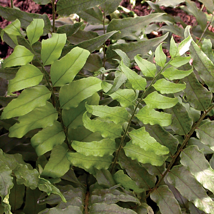 Japanese Holly Fern