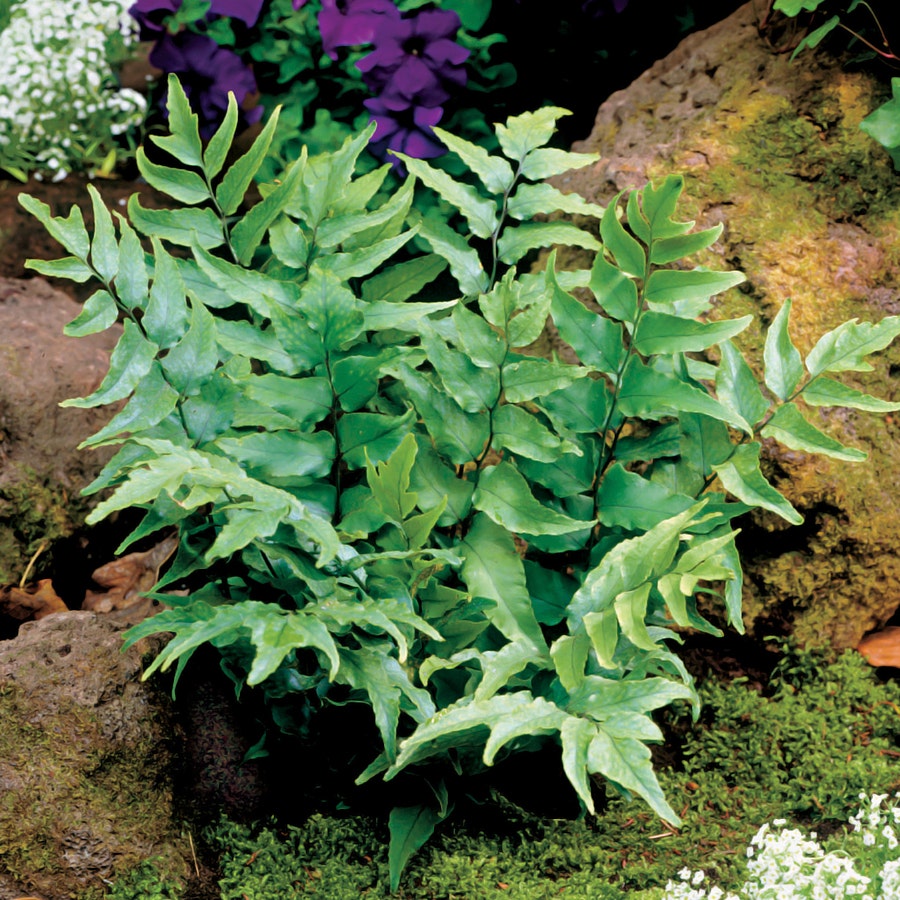 Japanese Holly Fern