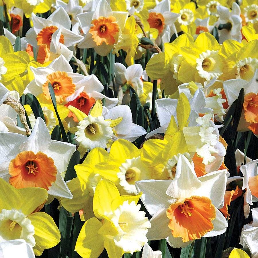 Citrus Splash Mix Daffodil Bulbs