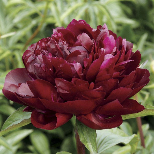 'Armani' Peony