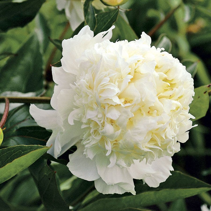 white peony flower seeds Charlie's White Peony