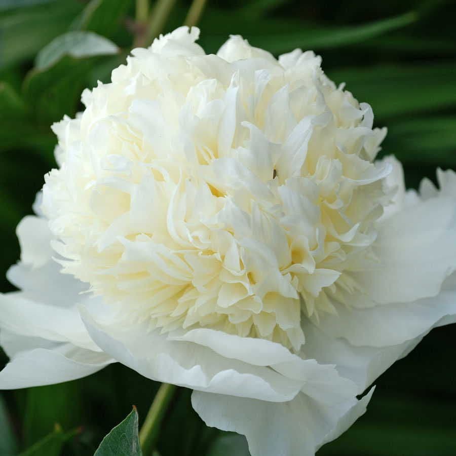 Charlie's White Peony