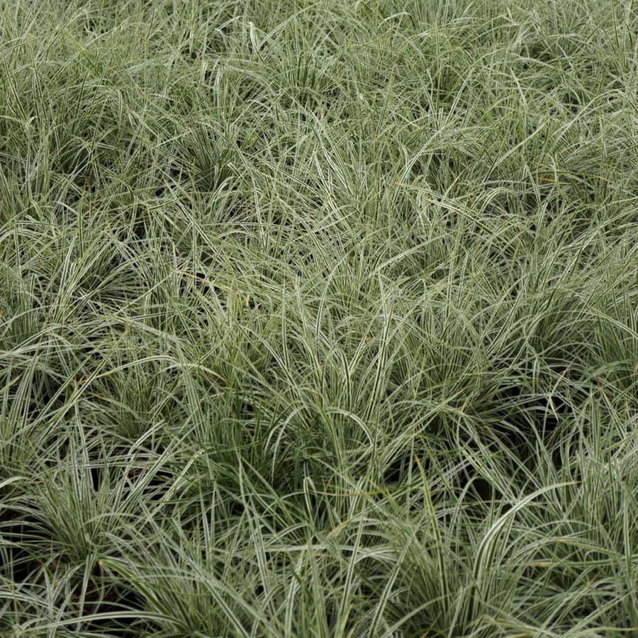 Carex EverColor® Everest Sedge