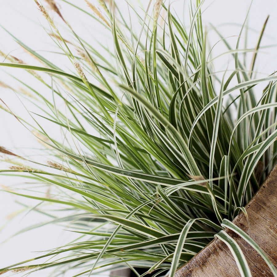 Carex EverColor® Everest Sedge