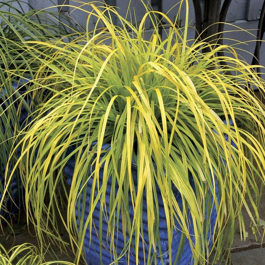 Carex EverColor® 'Everillo' Sedge