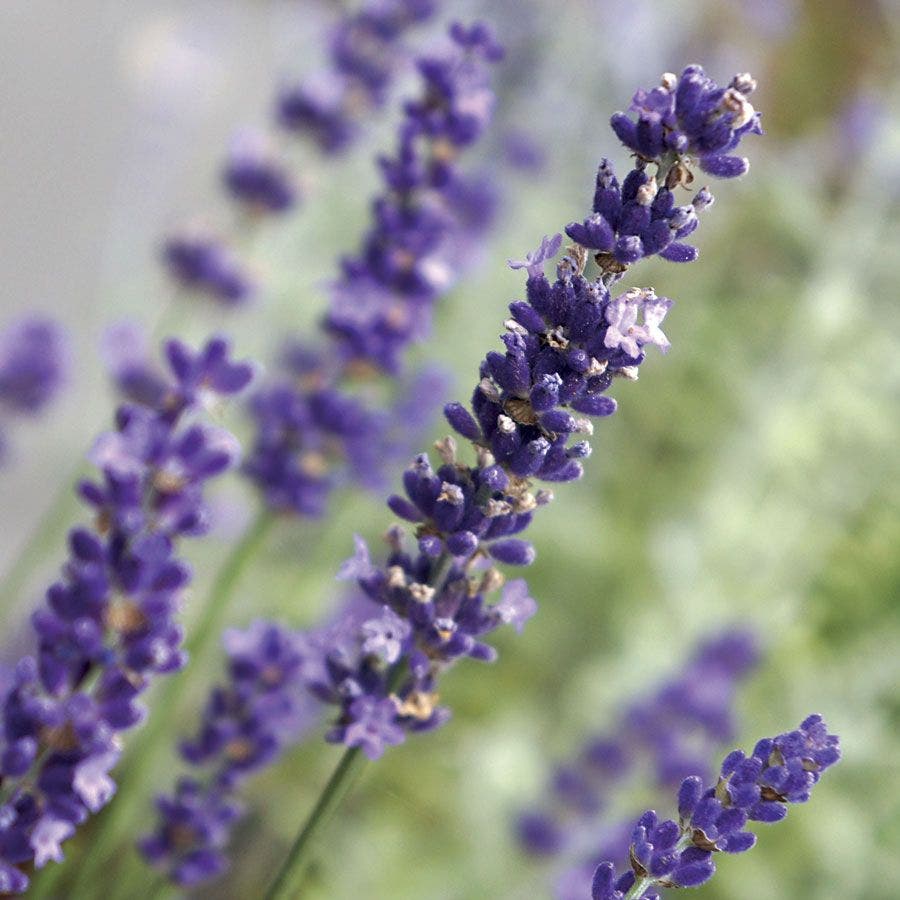 lavender flower time Lavandula Big Time Blue